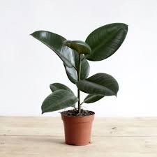 Rubber Plants